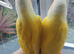 Hand reared baby conures