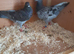6 pigeons