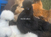 Silkie POL hens 18-20 weeks old