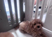 Last boys remaining beautiful cavapoo pups