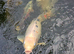 Koi carp