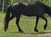 3 1/2 year old Welsh C mare