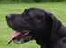 Kc, well proven, extensively health tested stud