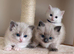 Beautiful Ragdoll kittens available ️