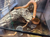 2  corn snake with enclosure