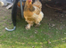 Two hens