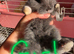 Baby French lops