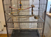 Excellent condition used bird cage