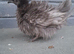 Bantam chickens