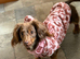 Longhaired miniature dachshund