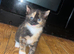 Beautiful kitten ready for new home