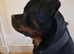 Handsome Serbian rottweiler
