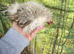 3 silkied Serama hens (read description)