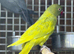 Ring neck parrot