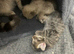 3 beautiful tabby kittens