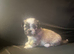 Lhasa apso cross shitzu pup 1 available