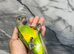 Ready Now Baby Handreared Friendly Super Tame Senegal Parrot,31