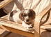 Sprocker puppies