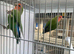 Love birds for sale