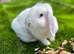 Mini lop female