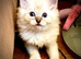 Ragdoll registered kittens ready end of June