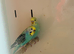 Pair of Budgies