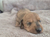 GORGEOUS MINI DAXI READY SEP 21ST