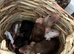 Selling 5 female fancy mice