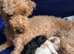 Cavapoo with Health tested parents