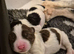 English springer spaniels
