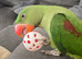 Super tame Alexandrian parrot