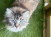 GCCF Registered Ragdoll Kittens