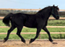 Black 4 year old Welsh section D gelding