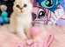 Stunning Scottish Fold & Scottish Straight Chinchilla Kittens