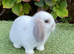 Pure bred mini lop .
