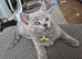 Pure bread British Shorthair kittens and ragdoll kittens