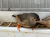 Zebra Finches