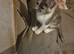 8 weeks old Kittens