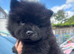 Chow pups ready now papers to hand !!