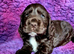 Show type Cocker Spaniel pup. Last one avaialable