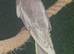 1x lutino cockatiel chicks