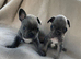 French bulldog puppys