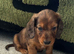 LONGHAIRED STANDARD KC DACHSHUNDS