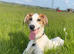 Saluki x Greyhound for Adoption