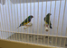 Pair of Gouldian Finches For Sale