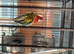 Male Rosella