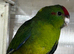 2 young kaks available