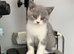 British Shorthair Kittens for Sale