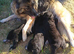 1 female German Shepard puppy