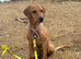 STUNNING FOX RED KC LABRADOR BITCH PUPPY